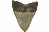 Fossil Megalodon Tooth - North Carolina #204570-2